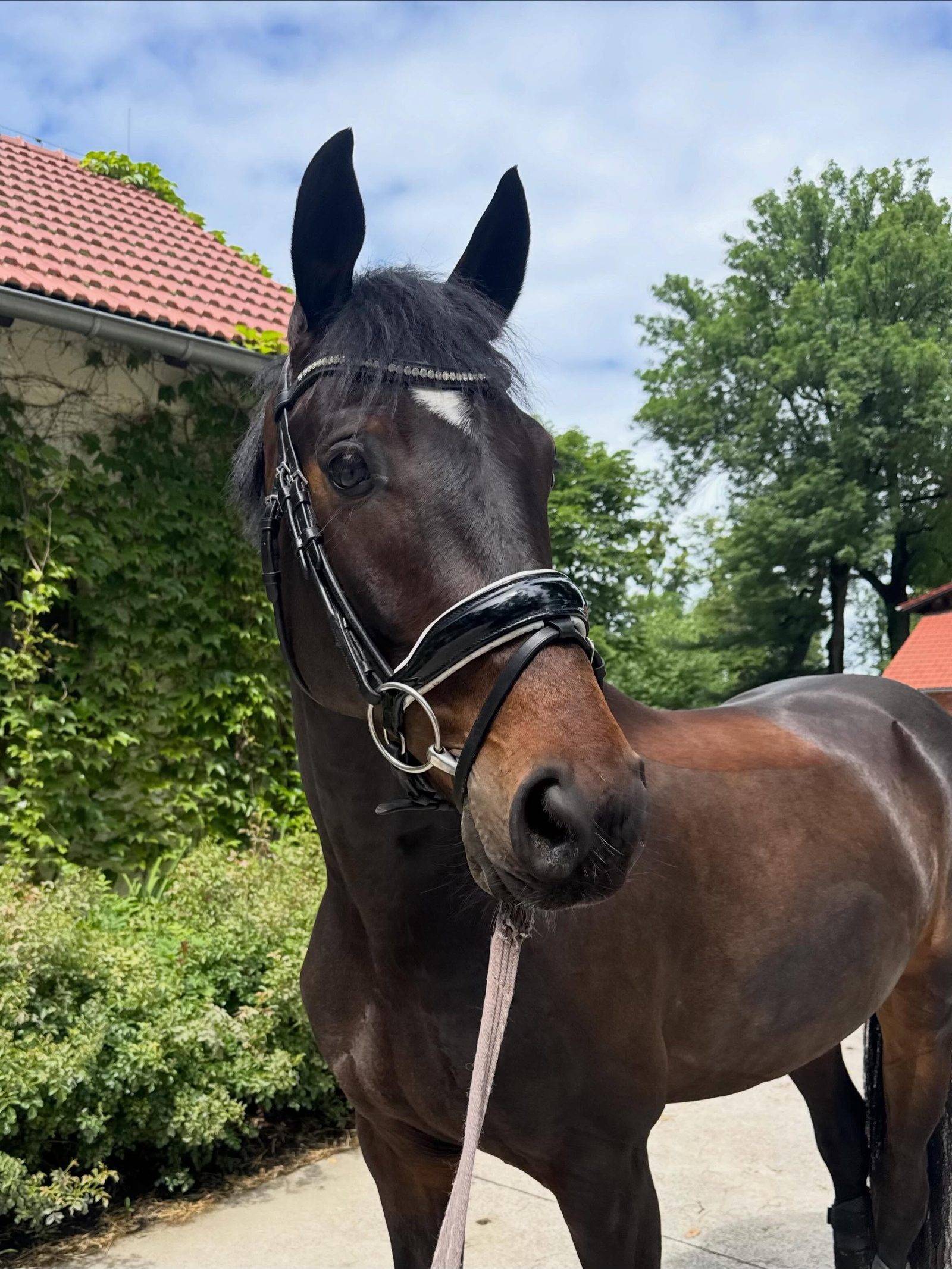 Macrim, Zuzanna Gruca's dressage horse